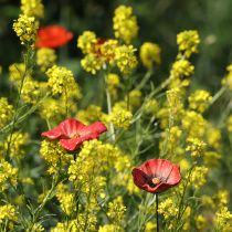 tételeket Kerti karó pipacs alakú kerámia, szokatlan minta virágágyásokba, 52 cm, 2 darab