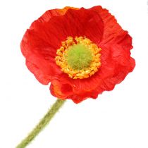 tételeket Mák narancs 60cm 3db