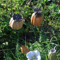 tételeket Kerti karó mákhüvely - dekoratív kiemelés kerti dekorációhoz és barkács projektekhez - 41 cm, 4 darab -