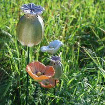 tételeket Mákhüvely dísztüske szezonális kerti eleganciához vagy erkélydíszítéshez, 41 cm, 4 darab