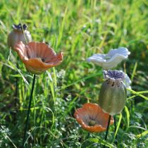 tételeket Mákhüvely dísztüske szezonális kerti eleganciához vagy erkélydíszítéshez, 41 cm, 4 darab