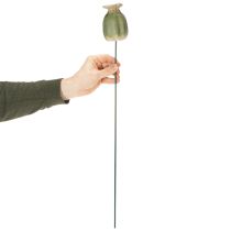 tételeket Mákos magtokos kerti díszek bájos kerti kompozíciókhoz 60cm 2db