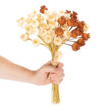 tételeket Szárított műmákhüvelyek, három színű csokor, 40 cm, 45 darab
