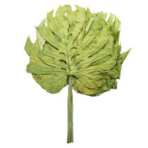 tételeket Dekoratív szörnylevelek bohém és városi dzsungel dekorációhoz