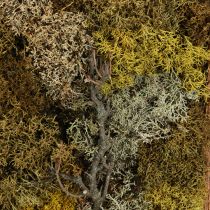 tételeket Moha kép valódi moha kép kerettel megőrzött 40×30cm