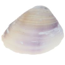 tételeket Kagylódísz mini kagylók csigaház 1-3cm 340g