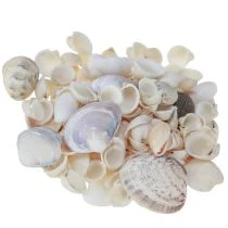 tételeket Kagylódísz mini kagylók csigaház 1-3cm 340g