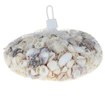tételeket Kagylódísz mini kagylók csigaház 1-3cm 340g