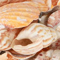 tételeket Kagylódísz tengeri csiga natúr 350g × 3db