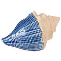 tételeket Shell Dekoráció Tengeri Kerámia Kék Bézs 16,5×11×9,5cm 2 db