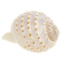 tételeket Kagyló Tonna Tessalata 7 db