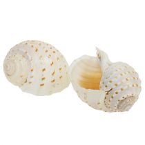 tételeket Kagyló Tonna Tessalata 7 db