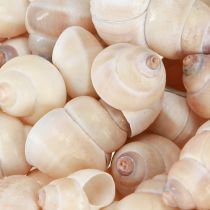 tételeket Umachi kagyló 500 g