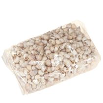 tételeket Umachi kagyló 500 g