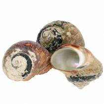 tételeket Turbánhéj alikreukel natúr 500g