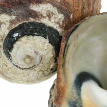tételeket Turbán Shell Alikreukel Natural 500g