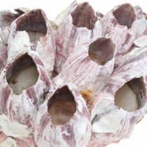 Deco shell barnacles természet, tengeri dekoráció