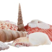 tételeket Kagylódísz valódi kagylók különböző fajták 300g