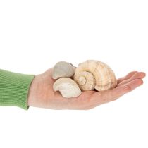 tételeket Csigák és kagylók - Tengerészeti díszítőelemek egyedi szobaszépítéshez - 500g