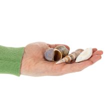 tételeket Kagylók és csigák Természetes tengeri dekorációs elemek stílusos belsőépítészethez 500g