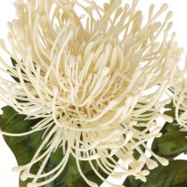 tételeket Tűpárna művirág egzotikus Protea Leucospermum krém 73cm 3db
