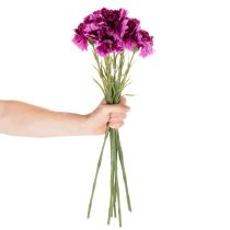 tételeket Műszegfű, kétszínű, hosszú szárú, 56 cm, 8 darabos csokor.