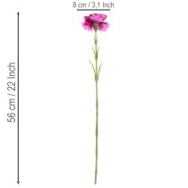 tételeket Műszegfű, kétszínű, hosszú szárú, 56 cm, 8 darabos csokor.