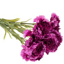 tételeket Műszegfű, kétszínű, hosszú szárú, 56 cm, 8 darabos csokor.