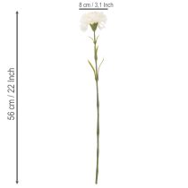 tételeket Műszegfű szárral csokrokhoz és koszorúkhoz, 56 cm, 8 darab