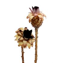 tételeket Nerifolia Bud 25 db