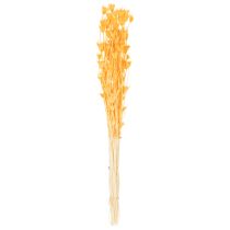 tételeket Nigella szárított virágkompozíció hosszú távú használatra. Elegáns, szemet gyönyörködtető. 70 cm 50 g