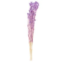 tételeket Szárított Nigella virágcsokor, dekoratív nappali dekoráció, egyedi hangulatot teremt, 70 cm, 50 g