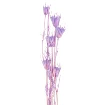 tételeket Szárított Nigella virágcsokor, dekoratív nappali dekoráció, egyedi hangulatot teremt, 70 cm, 50 g