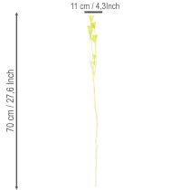 tételeket Szárított Nigella virágok, bájos természetes szobadísz otthonra, 70cm, 50g