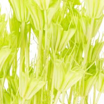 tételeket Szárított Nigella virágok, bájos természetes szobadísz otthonra, 70cm, 50g