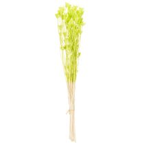 tételeket Szárított Nigella virágok, bájos természetes szobadísz otthonra, 70cm, 50g