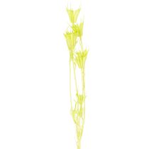 tételeket Szárított Nigella virágok, bájos természetes szobadísz otthonra, 70cm, 50g