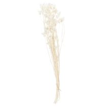 tételeket Szárított Nigella virágok, elegáns természetes dekoráció exkluzív belső terekbe, 70cm, 50g