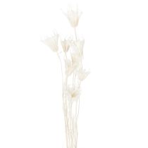 tételeket Szárított Nigella virágok, elegáns természetes dekoráció exkluzív belső terekbe, 70cm, 50g