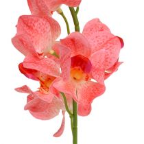 Orchidea Mokara Lazac 50cm 6db