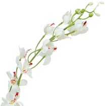 Orchidea Mokara White 92cm 3db