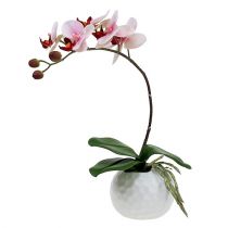 tételeket Rózsaszín orchidea kerámia cserépben 31cm