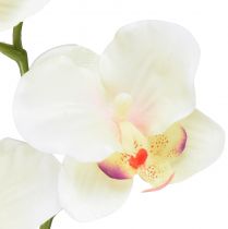 tételeket Orchidea Phalaenopsis mű6 virágos krém rózsaszín 70cm