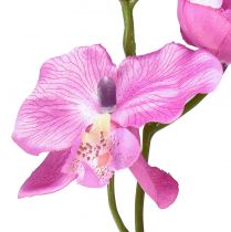 tételeket Orchidea Phalaenopsis mű6 virág lila 70cm