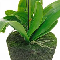 tételeket Mesterséges orchideák a cseréphez fehér 80cm