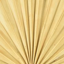 tételeket Palmspear Sun Natural pálmalevél szárított természetes dekoráció 30 db