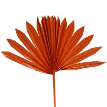 Palmspear Sun Orange 30db