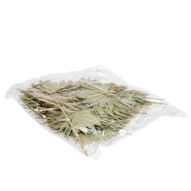 tételeket Palmspear Sun mini natúr 50 db