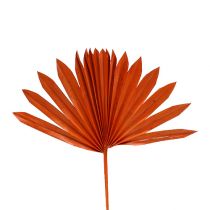 Palmspear Sun mini Orange 50p