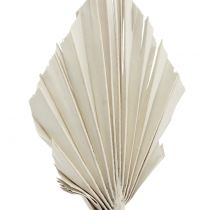 tételeket Palmspear Mini fehérre mosott 100 db